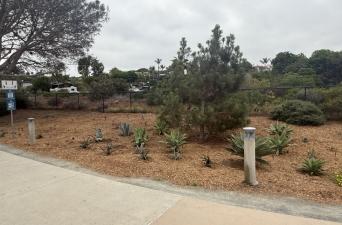 Repurposed Succulents Find a New Home  Along the Coastal Rail Trail